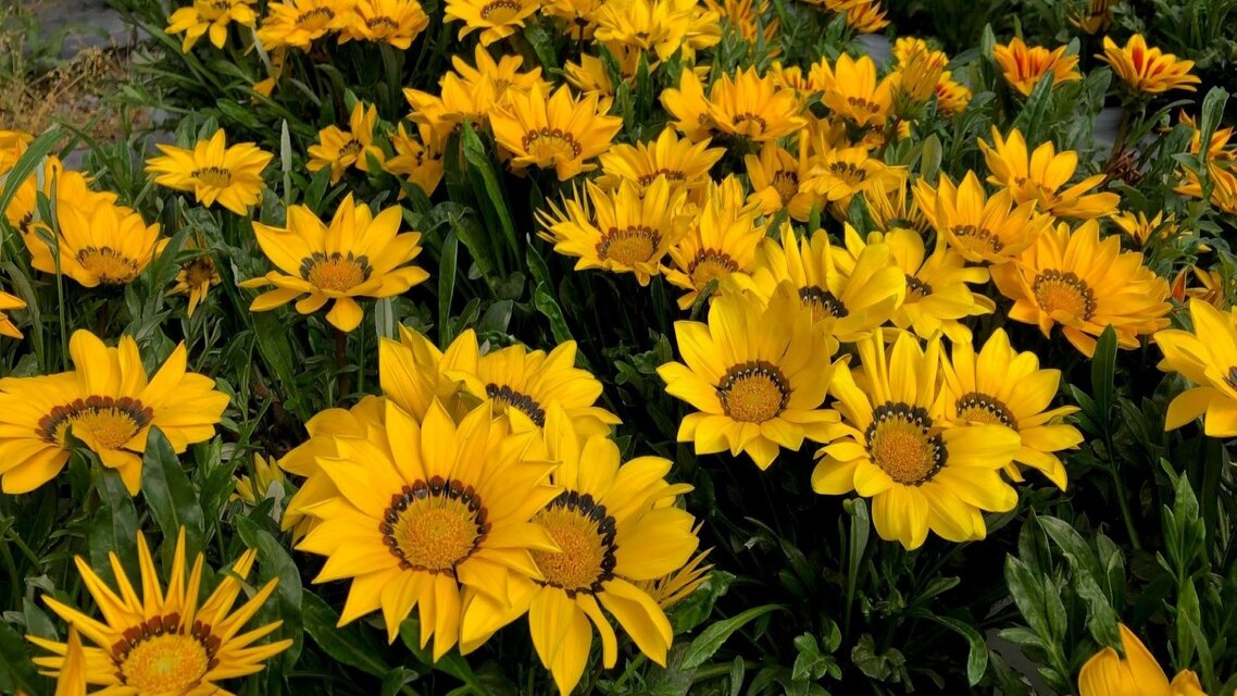 bedding plants St Albans