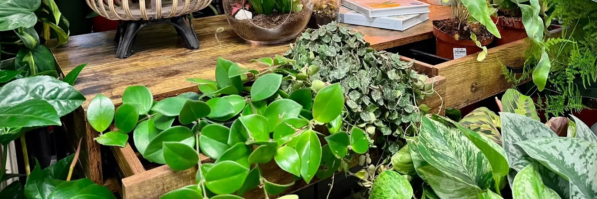 Home Page Houseplants Houseplants St Albans Garden Centre