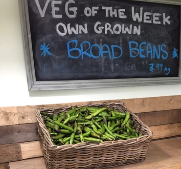veg of the week own grown broad beans display