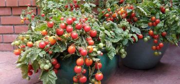 Start Your Own Kitchen Garden Using Growbags, Troughs and Containers