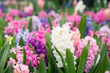 Top ten scented spring plants