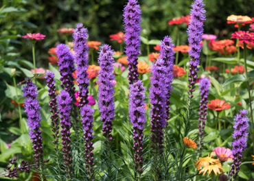 Top ten flowering bulbs to grow this summer