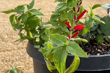 potted pineapple sage with green leaves and red flowers