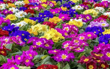 Why We Love Primroses at Carpenter’s Nursery